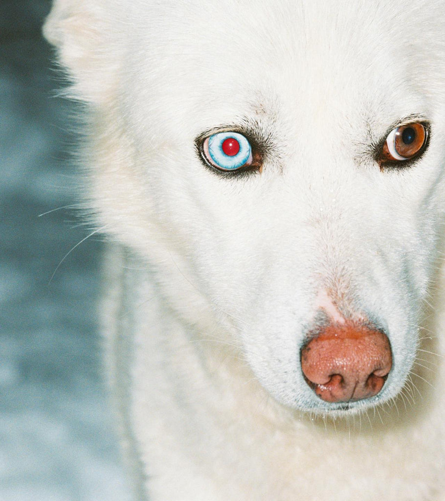 Selahatin - Snowfall Whitening Toothpaste - Tandenbleek Tandpasta