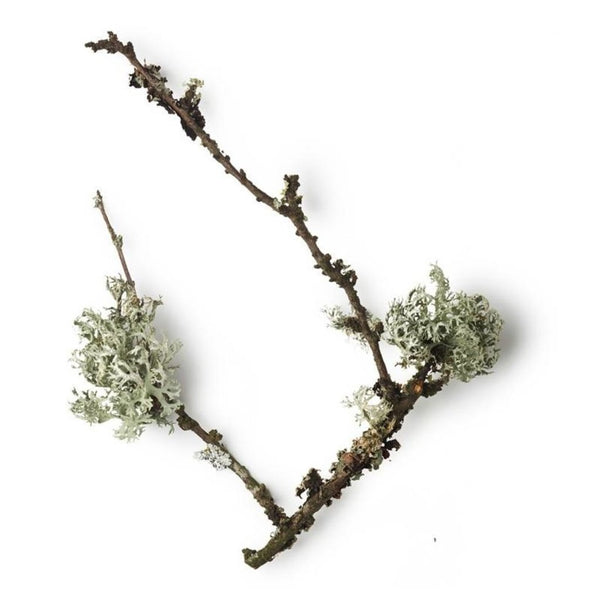 Taylor of Old Bondstreet - Aftershave Lotion Royal Forest 50ml - Beauty Junkies