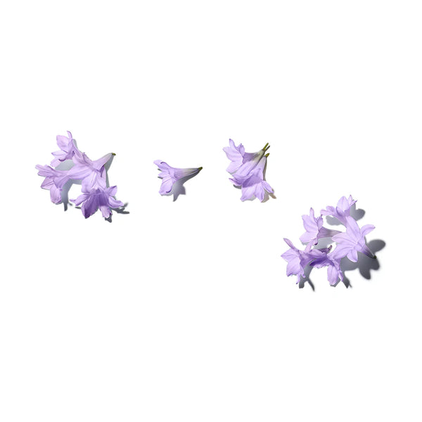 Close-up van de paarse bloesem van een jacaranda-bom, bloeiend in Lissabon, met levendige kleur en klokvormige bloemen.