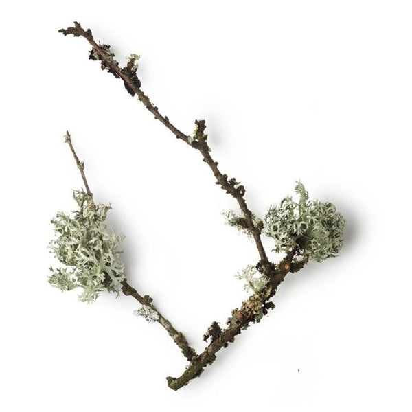 Taylor of Old Bond Street - Aftershave Balsem Royal Forest (75ml) - Beauty Junkies